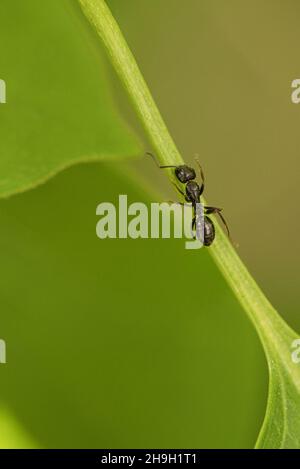 Eine geschäftige Ameise in einer Makroaufnahme auf einem Blatt. Detailreiche Aufnahme des kleinen Insekts Stockfoto