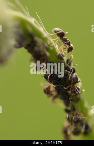 Beschäftigte Ameise in einer Makroaufnahme auf einem Blatt zusammen mit Blattläusen. Detailreiche Aufnahme des kleinen Insekts Stockfoto