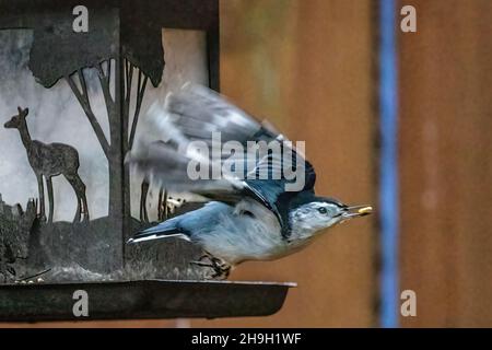 Ein Nuthatch fliegt von einem Futterhäuschen mit einem Stück Mais im Mund weg. Stockfoto