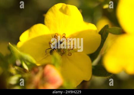 Beschäftigte Ameise in einer Makroaufnahme auf einem Blütenblatt. Detailreiche Aufnahme des kleinen Insekts Stockfoto