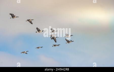 Kanadische Gänse fliegen in Formation am späten Winternachmittag Stockfoto