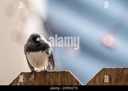 Nahaufnahme eines dunkeläugigen junco, der im Frühjahr auf einem Holzzaun im Hinterhof thront, Taylors Falls, Minnesota, USA. Stockfoto