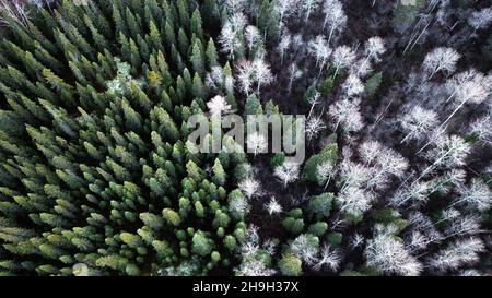 MALARTIC, CANADA - Nov 11, 2021: An aerial view of the changing colors of trees in a forest in Malartic, Canada with winter coming Stockfoto