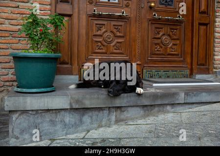 Ein großer schwarzer Hund mit weißen Pfoten liegt auf den Stufen des Eingangs. Sieht traurig aus. Heimatlose Hunde in den Straßen von Tiflis. Sterilisierte und gechipte Hunde. Stockfoto
