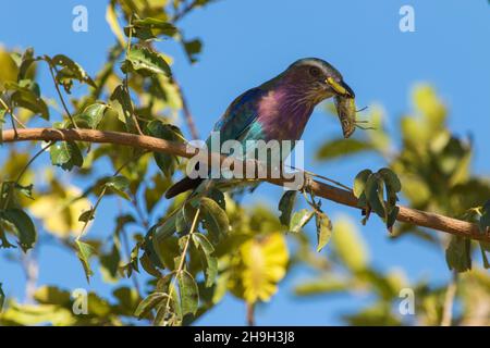 Der wunderschöne, lilafarbige Roller hält eine Heuschrecke in seinem Schnabel, Kruger National Park. Stockfoto