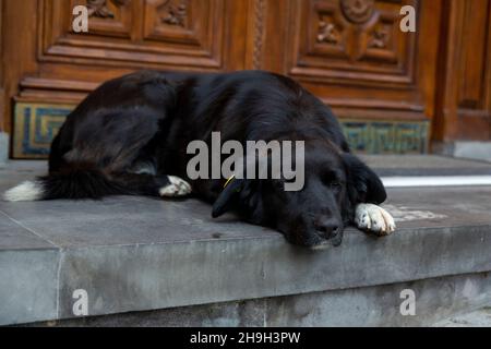 Ein großer schwarzer Hund mit weißen Pfoten liegt auf den Stufen des Eingangs. Sieht traurig aus. Heimatlose Hunde in den Straßen von Tiflis. Sterilisierte und gechipte Hunde. Stockfoto