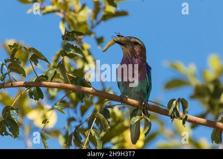 Der wunderschöne, lilafarbige Roller hält eine Heuschrecke in seinem Schnabel, Kruger National Park. Stockfoto