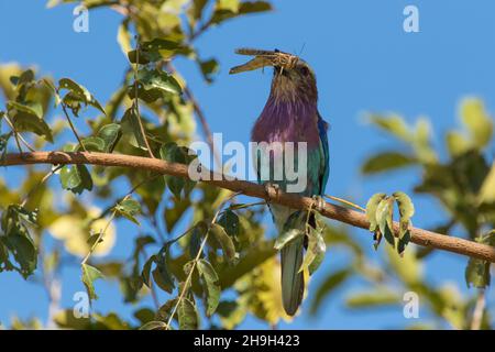 Der wunderschöne, lilafarbige Roller hält eine Heuschrecke in seinem Schnabel, Kruger National Park. Stockfoto