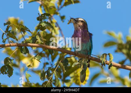 Der wunderschöne, lilafarbige Roller hält eine Heuschrecke in seinem Schnabel, Kruger National Park. Stockfoto