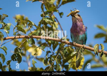 Der wunderschöne, lilafarbige Roller hält eine Heuschrecke in seinem Schnabel, Kruger National Park. Stockfoto