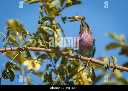 Der wunderschöne, lilafarbige Roller hält eine Heuschrecke in seinem Schnabel, Kruger National Park. Stockfoto