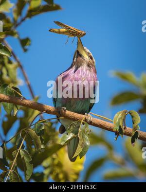 Der wunderschöne, lilafarbige Roller hält eine Heuschrecke in seinem Schnabel, Kruger National Park. Stockfoto