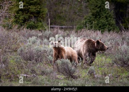 Bären suchen etwas im Wald. Stockfoto