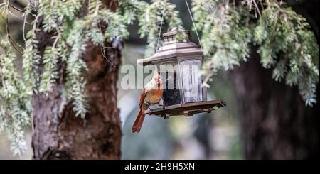 Weibliche Kardinalin an einem Hinterhof-Vogelfutterhäuschen, das im Frühling in Taylors Falls, Minnesota, USA, Sonnenblumenkerne frisst. Stockfoto