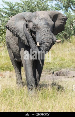 Afrikanischer Elefantenbulle, der sich am Ohr kratzt, Kruger-Nationalpark. Stockfoto