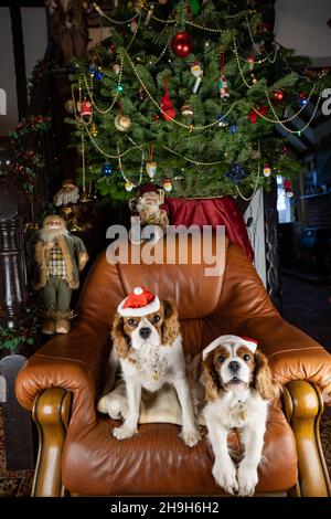 Cavalier King Charles Spaniels mit weihnachtsmützen unter einem weihnachtsbaum Stockfoto