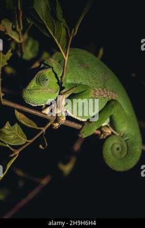 Das Chamäleon mit Klapphalschen sitzt auf einem Ast, der nachts vom Scheinwerfer beleuchtet wird, Greater Kruger. Stockfoto