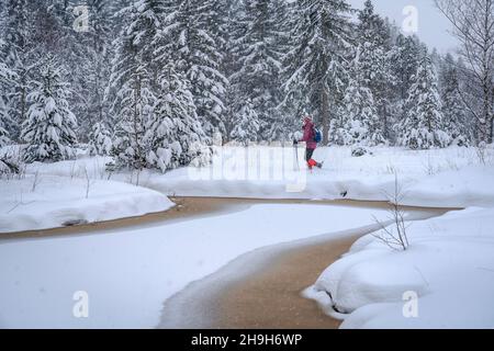 Nette ältere Frau Schneeschuhfahren bei starkem Schnee Herbst in einer winterlichen Wald- und Moorlandschaft im Bergenzer Wald in Vorarlberg, Österreich Stockfoto