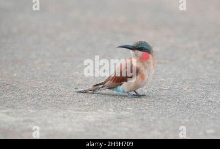 Ein junger Bienenfresser des südlichen Karmins, der auf der Teerstraße, im Kruger National Park, sitzt. Stockfoto