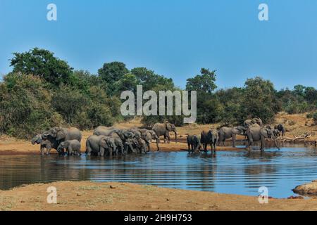 Eine Weitwinkelaufnahme einer großen Brutherde von Elefanten, die an einem Wasserloch, Greater Kruger, getrunken hat. Stockfoto