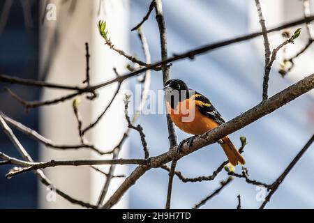 Männlicher baltimore-Oriol an einem Zweig in einem frühlingshaften Hinterhof in Taylors Falls, Minnesota, USA. Stockfoto