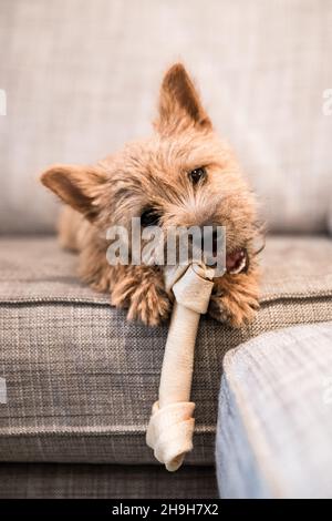 Vertikale Nahaufnahme eines entzückenden Cairn Terrier, der einen essbaren Knochen auf der Couch kaut Stockfoto