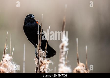 Männliche Rotflügel-Amsel, die im Frühling in der Nähe von Taylors Falls, Minnesota, USA, auf Kattails in einem Feuchtgebiet thront. Stockfoto