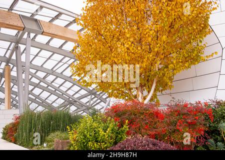 Ein herbstlicher Garten auf einer oberen Ebene der Stiftung Louis Vuitton, Paris, Frankreich Stockfoto