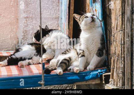 Nahaufnahme von zwei niedlichen Katzen, die im Freien ruhen. Stockfoto