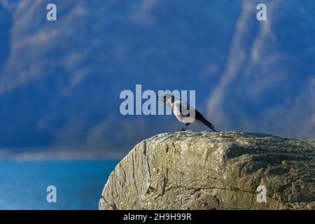 RUNDE, NORWEGEN - 2020. MÄRZ 21. Krähe steht auf einem Felsen bei der Vogelinsel Runde. Stockfoto