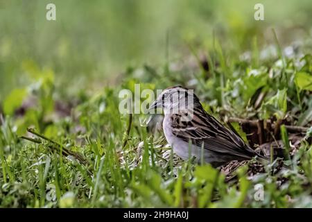 Niedlicher kleiner Spatz in einem frühlingshaften Hinterhof in Taylors Falls, Minnesota, USA. Stockfoto