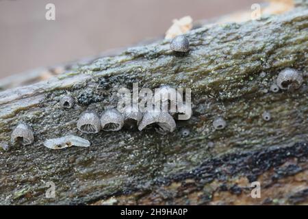 Resupinatus trichotis, allgemein bekannt als Hairy Oysterling, wilder Pilz aus Finnland Stockfoto