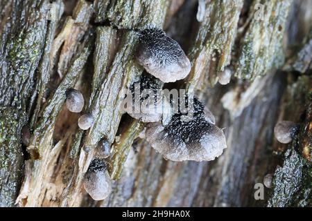 Resupinatus trichotis, allgemein bekannt als Hairy Oysterling, wilder Pilz aus Finnland Stockfoto