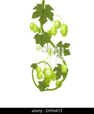 Hop. Ein senkrecht verzweigtes Ast mit dichten Blättern und Kegeln. Gehäkelt. Schlaffe Triebe mit Blättern. Wilde Natur. Flache Illustration. Vektor. Stock Vektor