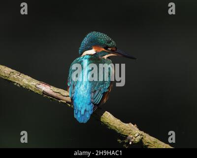 Eisvögel ernähren sich von einem Barsch und kehren oft zu einem anderen Barsch zurück, um seine Beute vor dem Verzehr zu betäuben. Unverkennbares Gefieder für einen Vogel in Großbritannien Stockfoto