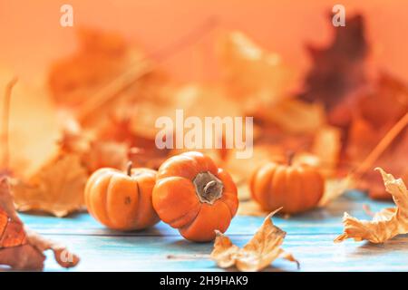 Stillleben im Herbst . Gefallene Ahornblätter und orangefarbene Kürbisse. Herbsternte Stockfoto