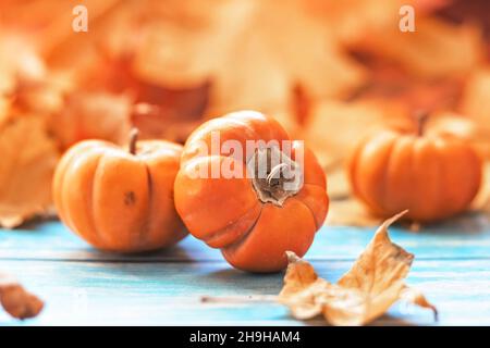 Stillleben im Herbst . Gefallene Ahornblätter und orangefarbene Kürbisse. Herbsternte Stockfoto