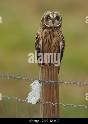 Kurzohrkauz ist eine Eule, die am wahrscheinlichsten tagsüber in Großbritannien beobachtet wird. Sie halten auf Pfosten oder Bäumen Ausschau nach Beute, jagen aber auch nach dem Sieg. Stockfoto