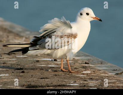 Nahaufnahme einer wunderschönen weißen Möwe, die tagsüber auf dem Betonboden thront Stockfoto