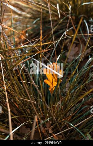 Gelb gefallenes Eichenblatt im Gras. Herbstsaison. Stockfoto