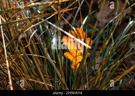 Gelb gefallenes Eichenblatt im Gras. Herbstsaison. Stockfoto