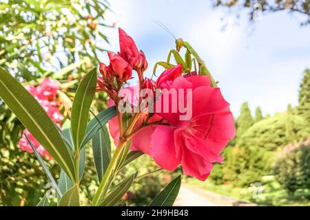 Eine grüne Gottesanbeterin sitzt auf einer rosa Rhododendronblüte Stockfoto