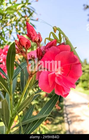 Eine grüne Gottesanbeterin sitzt auf einer rosa Rhododendronblüte Stockfoto