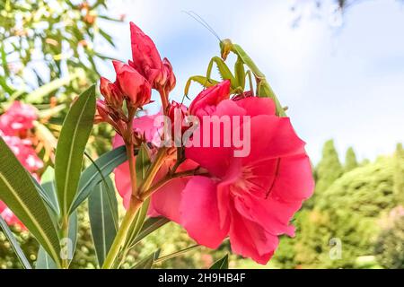 Eine grüne Gottesanbeterin sitzt auf einer rosa Rhododendronblüte Stockfoto