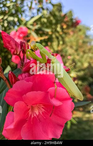 Eine grüne Gottesanbeterin sitzt auf einer rosa Rhododendronblüte Stockfoto