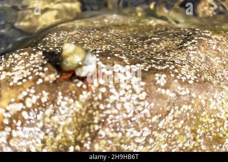 Eine kleine Seekrabbe auf einem nassen Stein. Meeresfauna. Unschärfe-Unschärfe Stockfoto