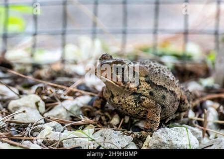 Kröte sitzt zwischen Felsen in einem Frühlingsgarten. Stockfoto