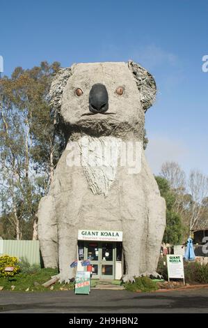 Das berühmte Giant Koala-Gebäude, eines der größten Gebäude Australiens, befindet sich in der Dadswell Bridge in der Nähe des Grampians National Park in Victoria, Australien. Stockfoto