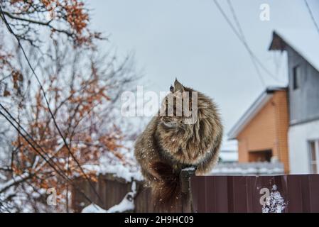 Eine große flauschige melierte Katze sitzt an einem bewölkten Wintertag an einem Zaun in der Nähe eines Dorfhauses. Stockfoto