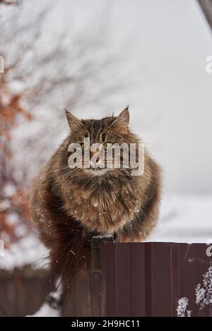 Eine große flauschige melierte Katze sitzt an einem bewölkten Wintertag an einem Zaun in der Nähe eines Dorfhauses. Stockfoto